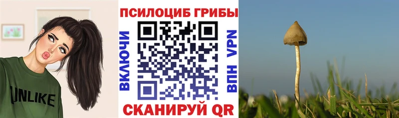 Псилоцибиновые грибы Psilocybe где продают Тутаев